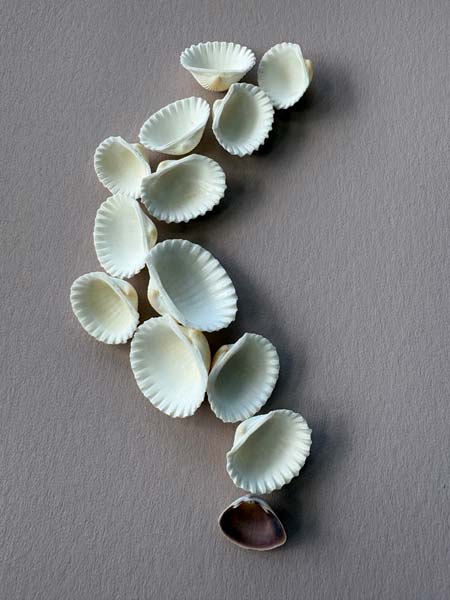seashells