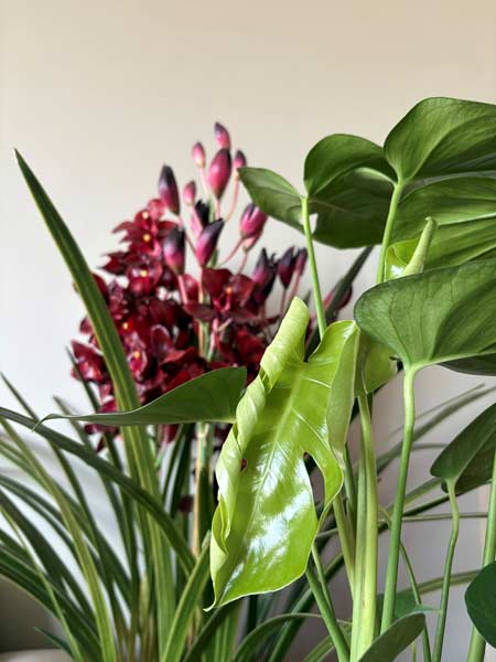 new buds unfurling